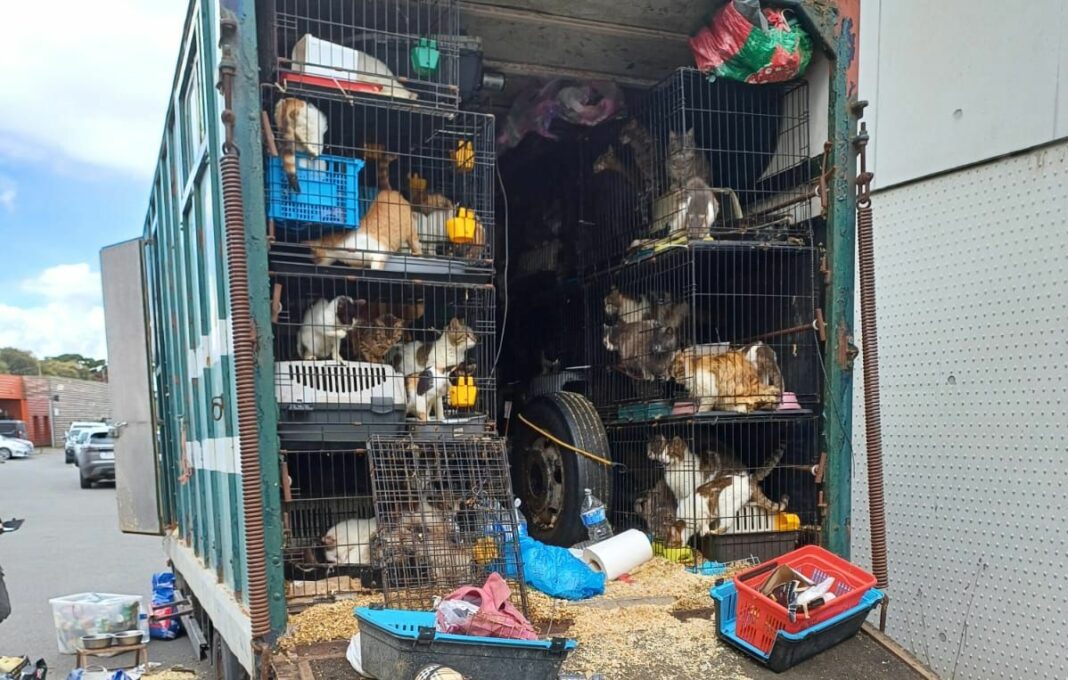 150 Animaux Maltraités découverts dans un camion à Saint-Malo