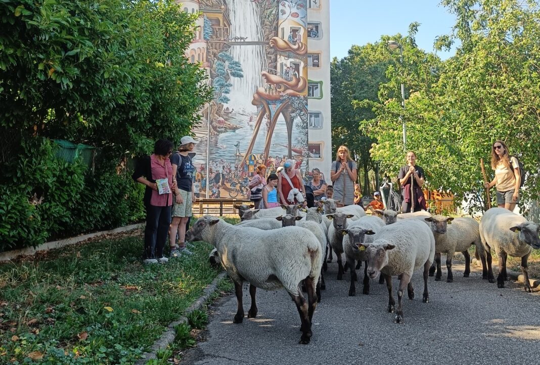 Le 25 juillet, des moutons se sont promenés dans les rues de Vaulx-en-Velin