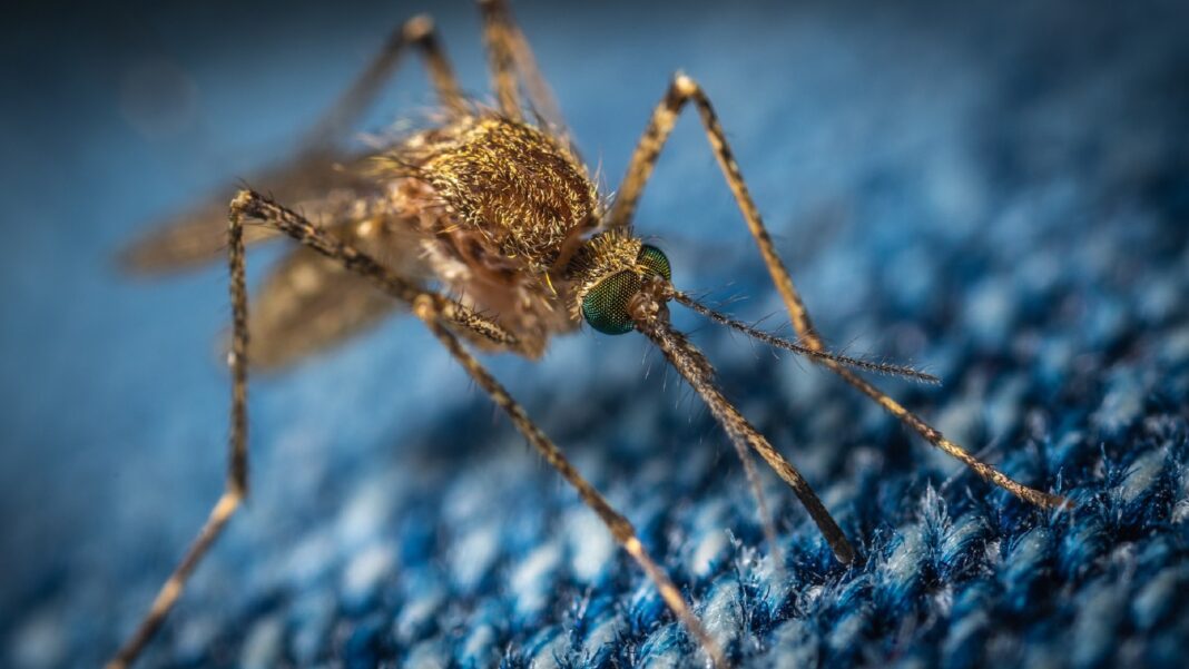 Alerte sanitaire ! L'Anses prédit une épidémie d'arbovirose en France d'ici cinq ans, aggravée par le réchauffement climatique. Dengue, Zika, chikungunya : on fait le point