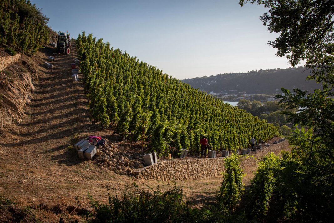 Loire : 2300 bouteilles de vin volées en pleine nuit dans un domaine de Chavanay